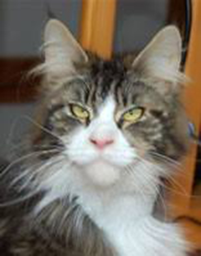 Vens Passion Honey Rider - мейн-кун