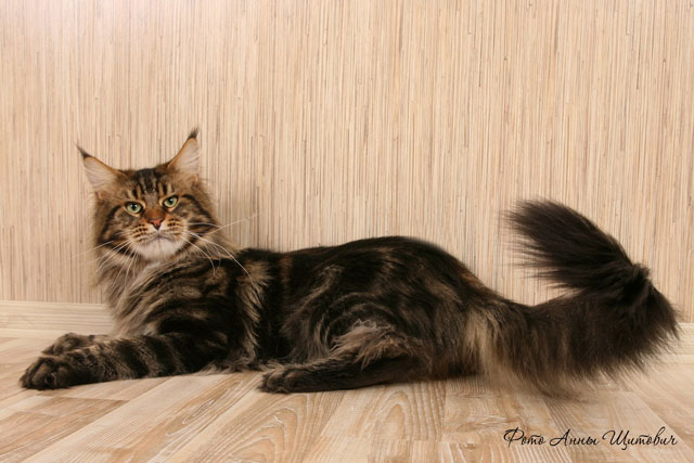Justcoon's Rene Mathis - maine-coon