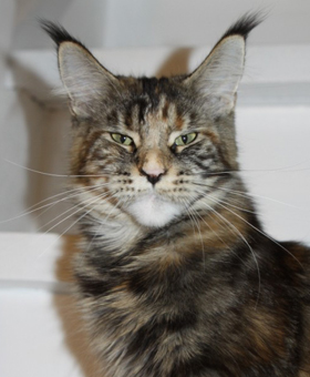 Vanessa Gonsior Line - maine-coon