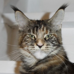 Vanessa Gonsior Line