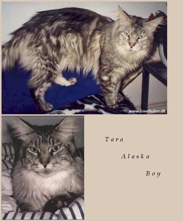 Tara Alaska Boy - мейн-кун