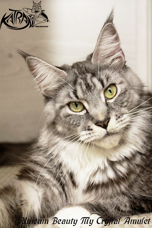 Unicum Beauty My Crystal Amulet - Adult maine-coon 2.5 years 3 weeks