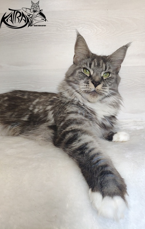 Unicum Beauty My Crystal Amulet - Adult maine-coon 5 years