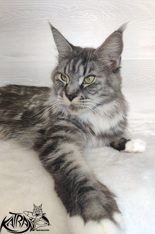 Unicum Beauty My Crystal Amulet - Adult maine-coon 5 years