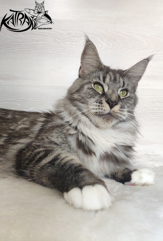 Unicum Beauty My Crystal Amulet - Adult maine-coon 5 years