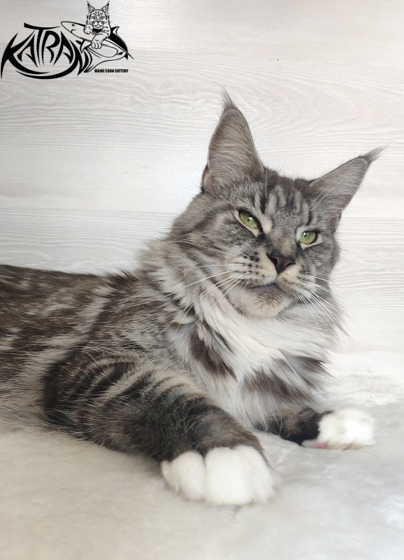 Unicum Beauty My Crystal Amulet - Adult maine-coon 5 years