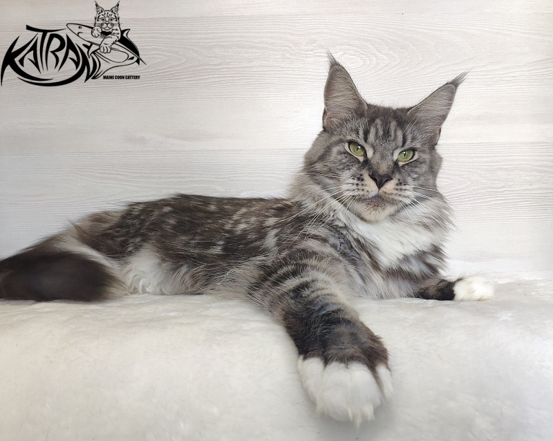 Unicum Beauty My Crystal Amulet - Adult maine-coon 5 years