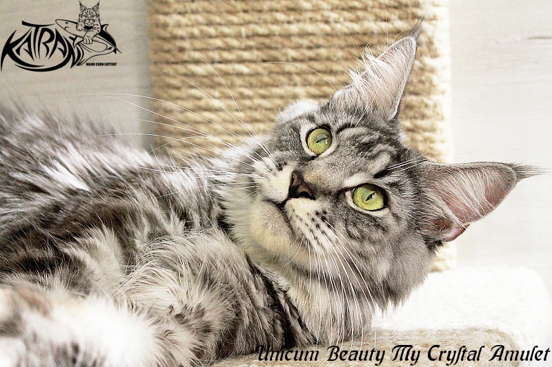 Unicum Beauty My Crystal Amulet - Adult maine-coon 2.5 years 3 weeks