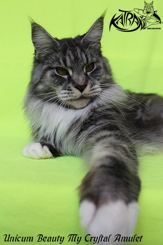 Unicum Beauty My Crystal Amulet - Adult maine-coon 3 years