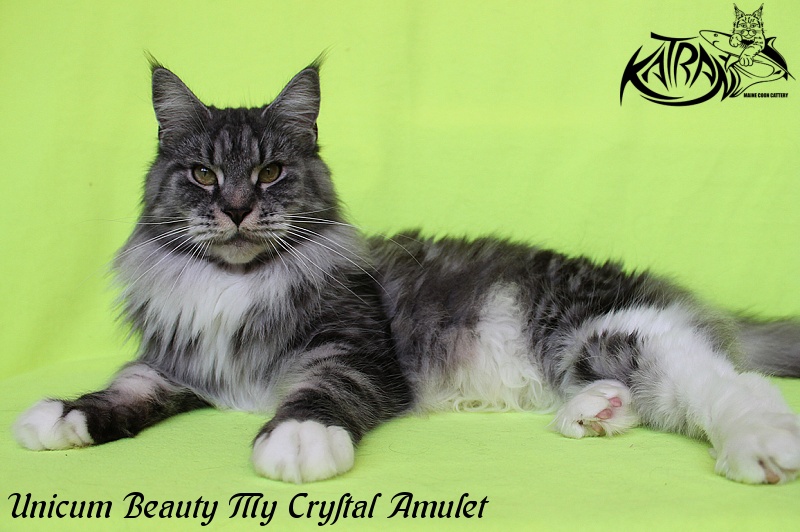 Unicum Beauty My Crystal Amulet - Adult maine-coon 3 years