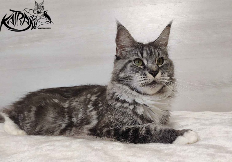 Unicum Beauty My Crystal Amulet - Adult maine-coon 5 years