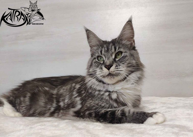 Unicum Beauty My Crystal Amulet - Adult maine-coon 5 years