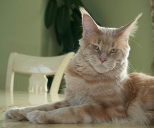 Langstteich's S'Rapid - мейн-кун