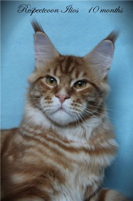 Respectcoon Ilios - мейн-кун