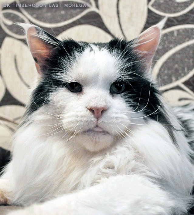 Timbercoon Last Mohegan - maine-coon