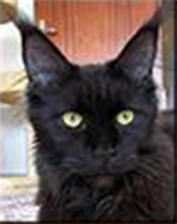 Pillowtalk's Deluxe - мейн-кун