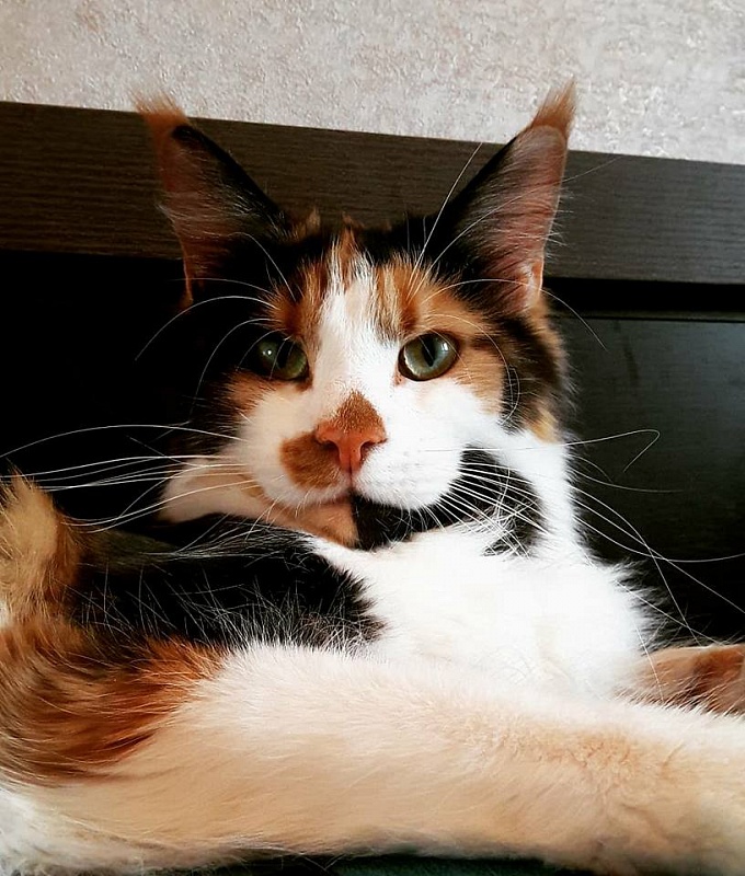 Goldjasmine Amazonka - мейн-кун