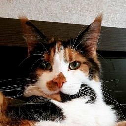 Goldjasmine Amazonka