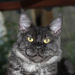 Outlook Seventh Fleet