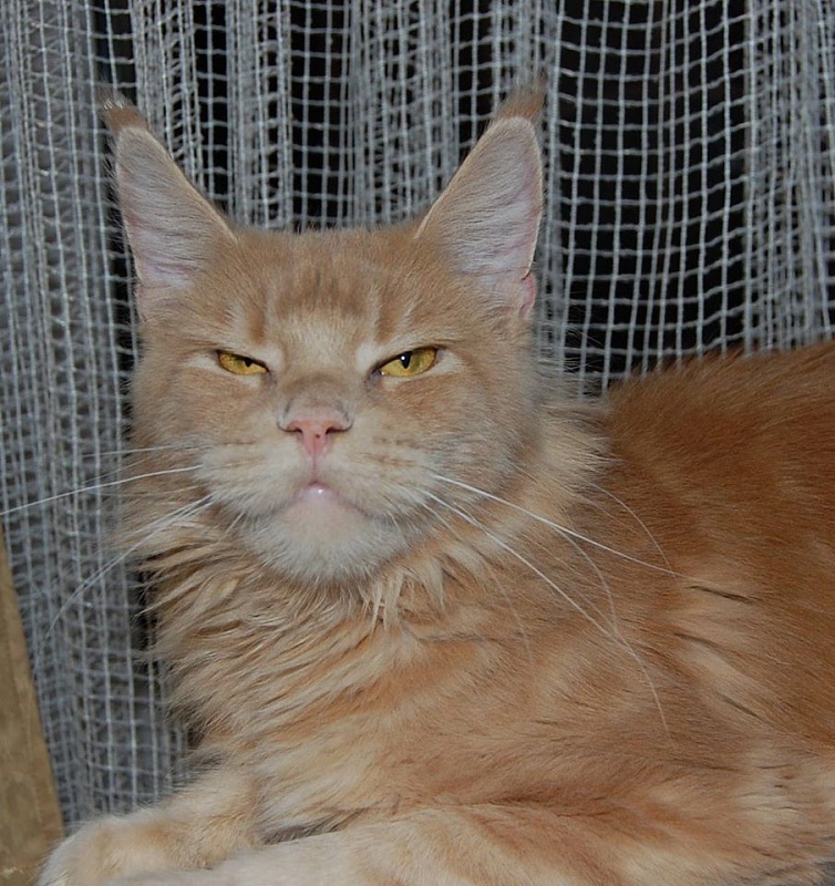 Pink Lady Airish Coon - мейн-кун