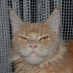 Pink Lady Airish Coon