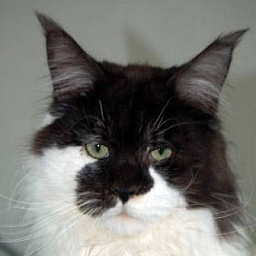 Gigolo vom Maiwinkel