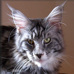 Cool Motion's Manolo