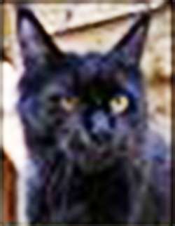 Timaracoon Heartbreaker - maine-coon