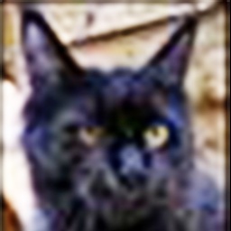 Timaracoon Heartbreaker