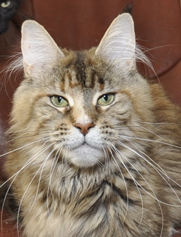 Unona Goldjasmine Afonya Coon - Adult maine-coon 11 years 1 month 0.5 weeks