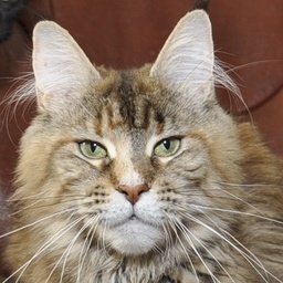 Unona Goldjasmine Afonya Coon