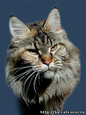 Alwaro Wiktoria - maine-coon