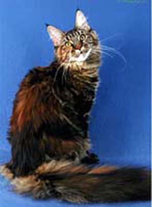 Babette Top Coon - maine-coon