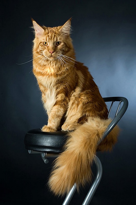 Perfect Cat Big Brother - maine-coon
