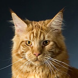 Perfect Cat Big Brother