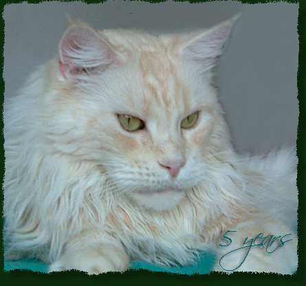 Woodshadows Chanel of Mainefield - мейн-кун