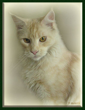 Woodshadows Chanel of Mainefield - Юніор мейн-кун 9 місяців 3 тижні