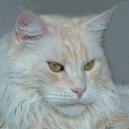 Woodshadows Chanel of Mainefield