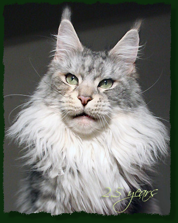 Mainefield's Aleshanee - Adult maine-coon 2.5 years 2.5 weeks
