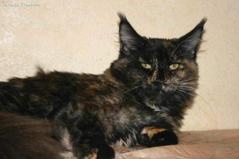 Mainewood First Lady - maine-coon