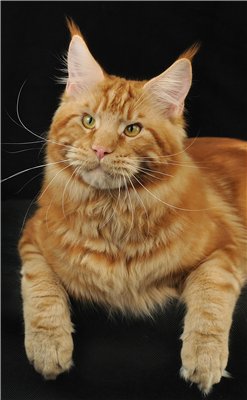 Incredible Ray Airish Coon - мейн-кун