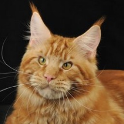 Incredible Ray Airish Coon