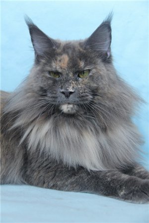 Big-Hannibal's Night of Fantasy - maine-coon