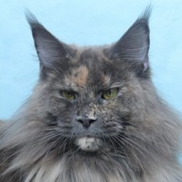 Big-Hannibal's Night of Fantasy