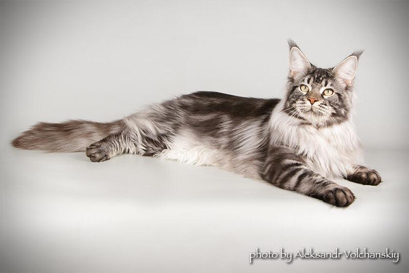 Country Gulliver's Quinson - мейн-кун