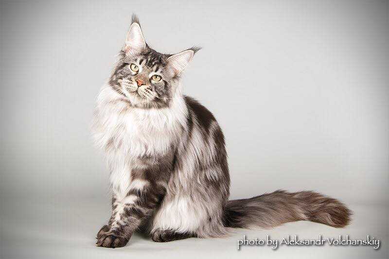 Country Gulliver's Quinson - мейн-кун