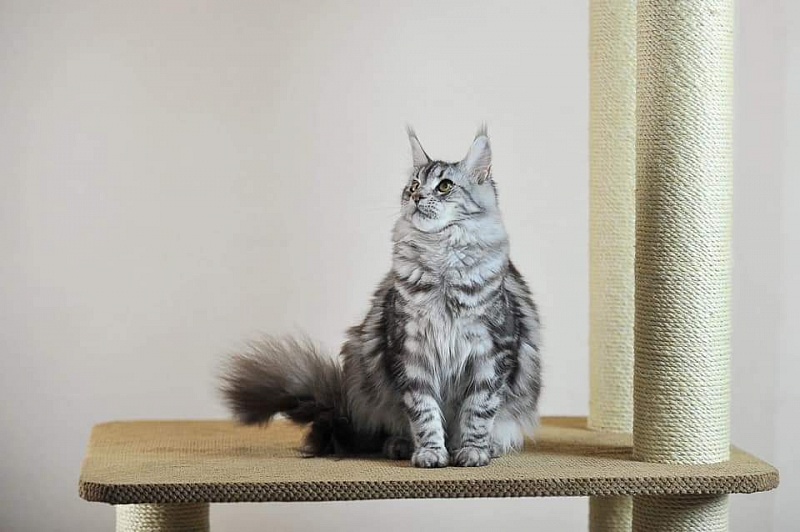 Denise Palmiracoon - maine-coon