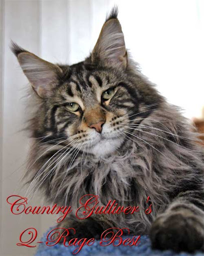 Country Gulliver's Q-Rage Best - maine-coon