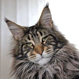 Country Gulliver's Q-Rage Best