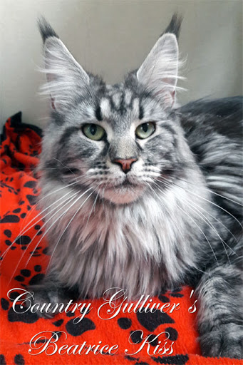 Country Gulliver's Beatrice Kiss - maine-coon